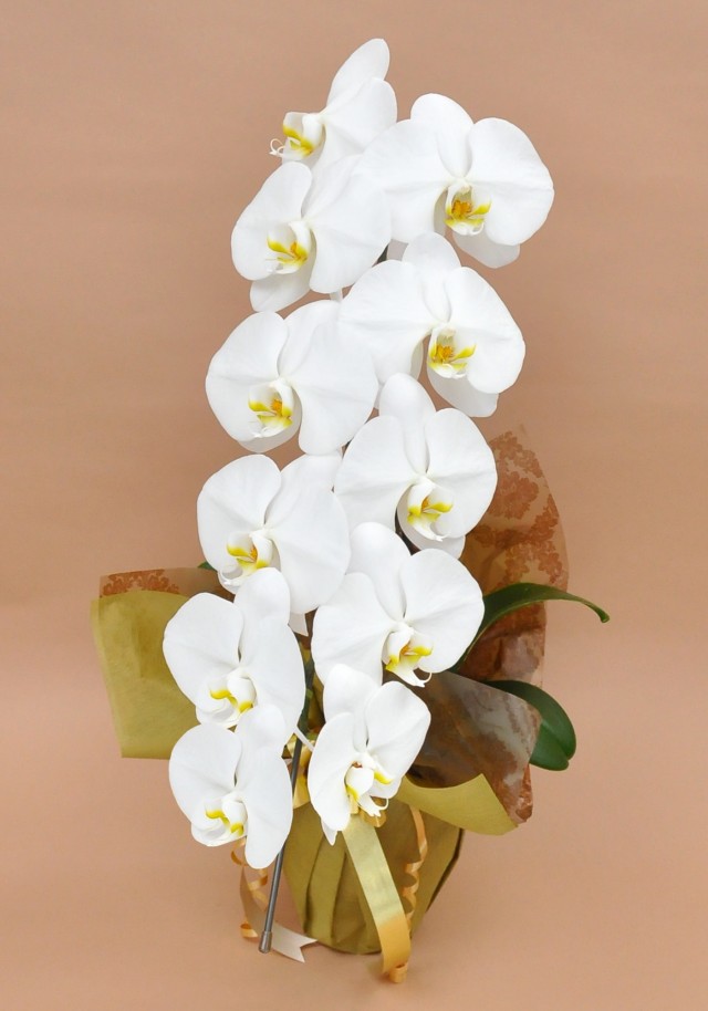 大輪1本立ち11輪以上（白）