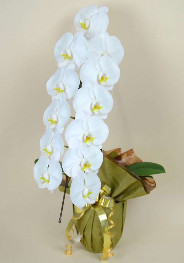 大輪1本立ち12輪以上（白）