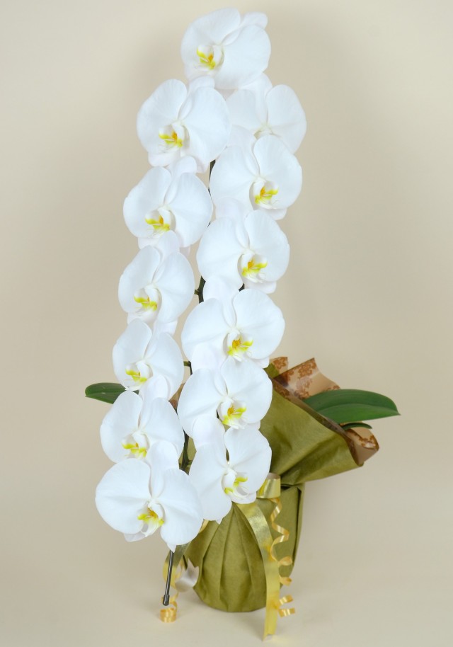 大輪1本立ち13輪以上（白）