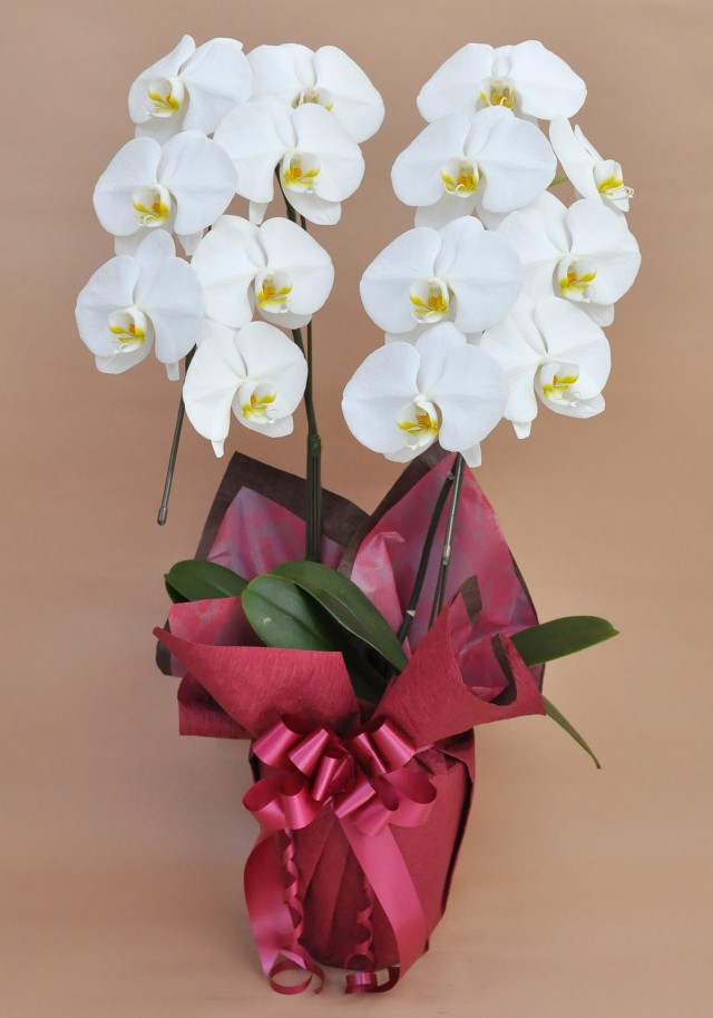 大輪2本立ち14輪以上（白）