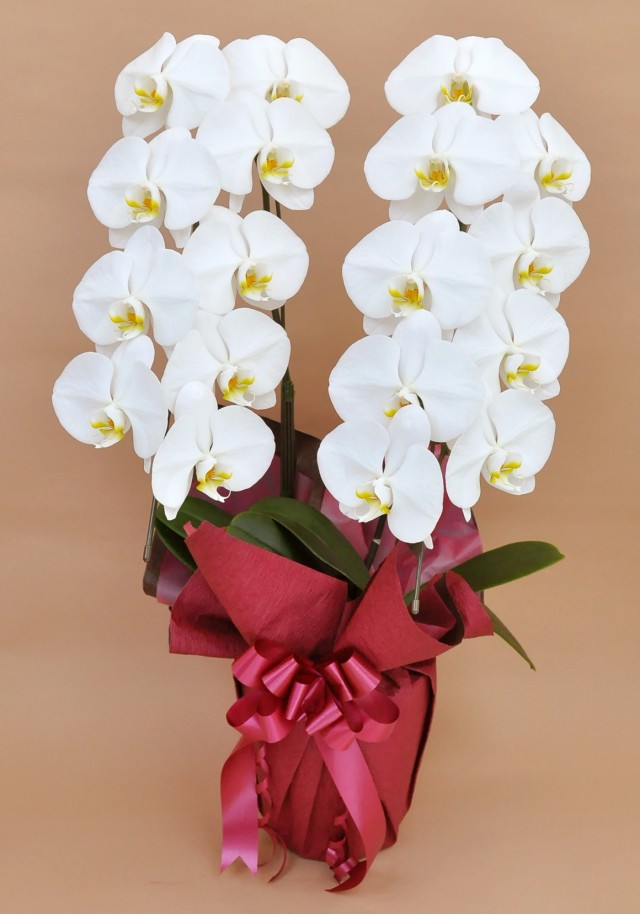 大輪2本立ち18輪以上（白）