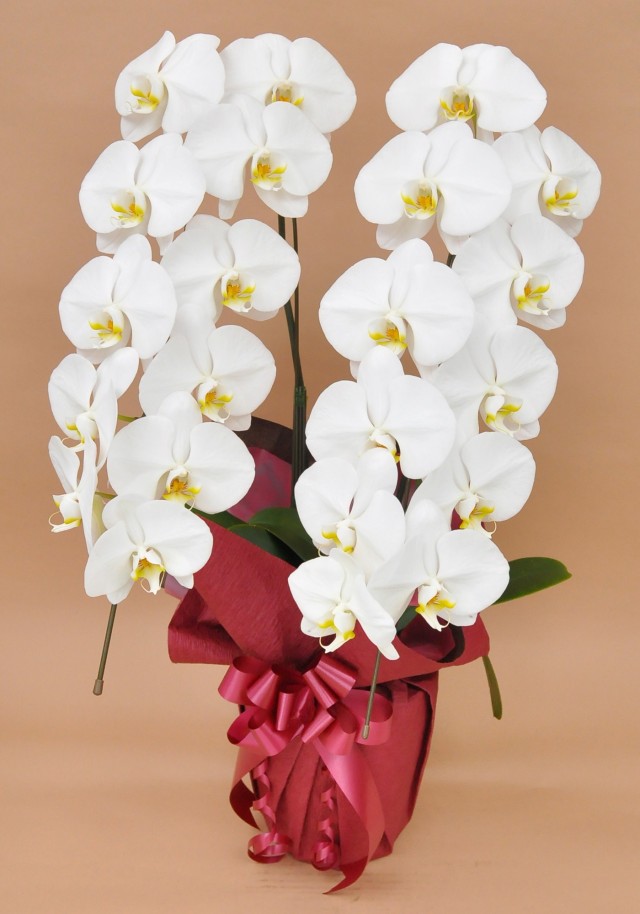 大輪2本立ち22輪以上（白）