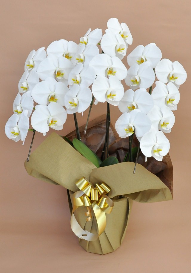 大輪3本立ち21輪以上（白）