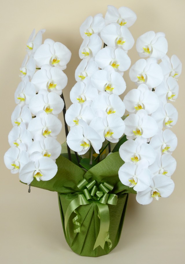 大輪3本立ち36輪以上（白）