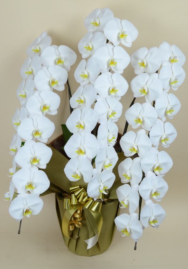 大輪3本立ち42輪以上（白）