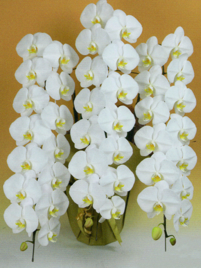 大輪3本立ち45輪以上（白）