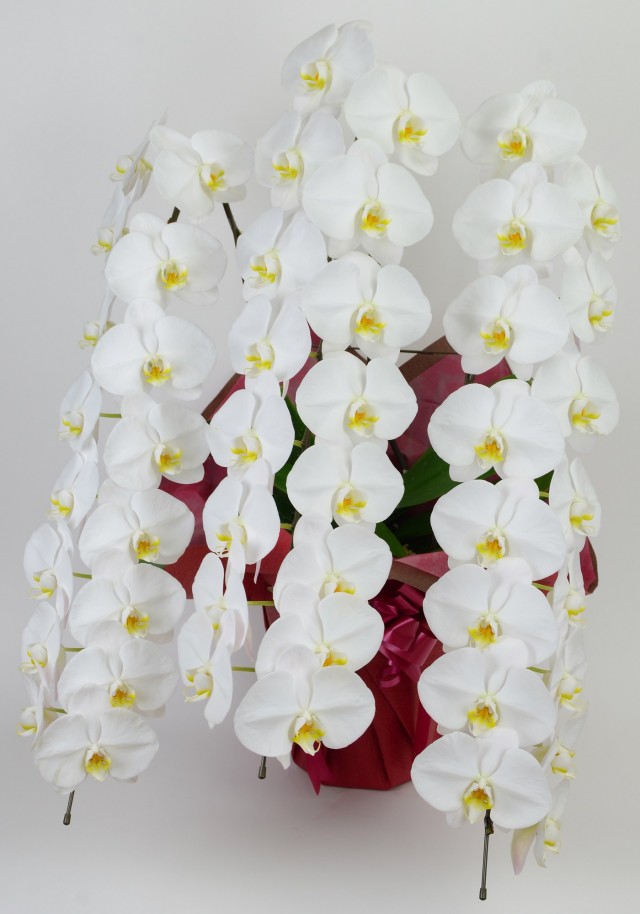 大輪3本立ち48輪以上（白）