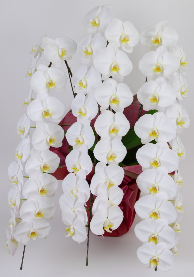 大輪3本立ち51輪以上（白）