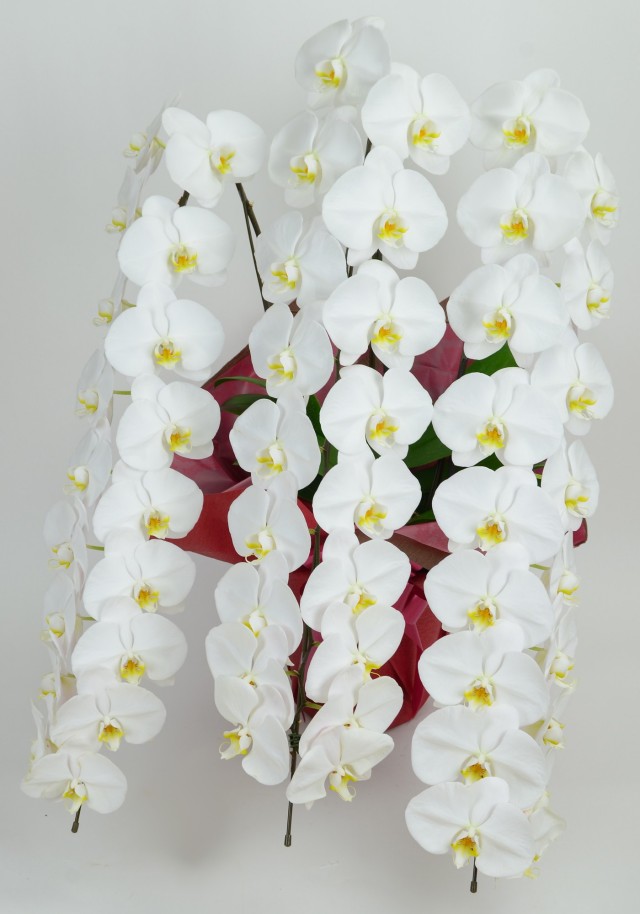 大輪3本立ち54輪以上（白）