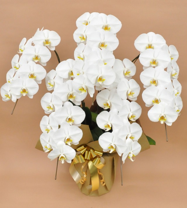 大輪5本立ち45輪以上（白）