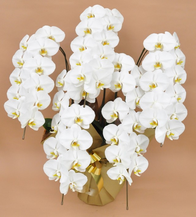 大輪5本立ち55輪以上（白）