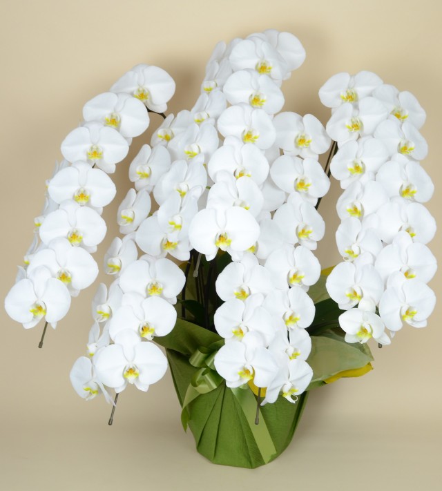 大輪5本立ち65輪以上（白）