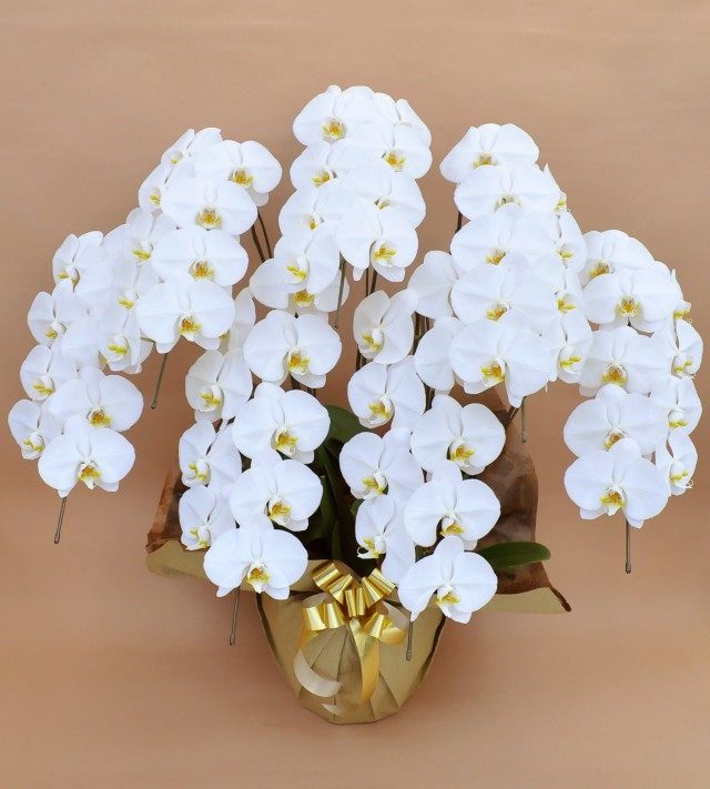 大輪7本立ち63輪以上（白）