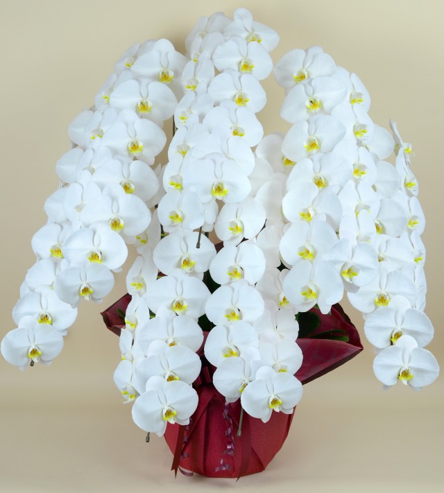 大輪7本立ち91輪以上（白）