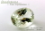 アフガニスタン産スポジュメン☆オーバル22ｘ16mm☆約28.46ct☆