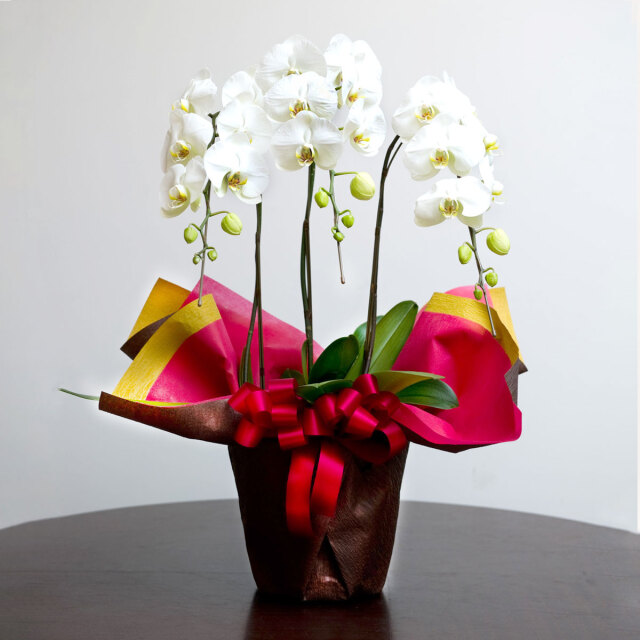 胡蝶蘭 白 3本立(胡蝶蘭30輪～)