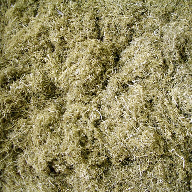 業務用】上黒とろろ 1kg