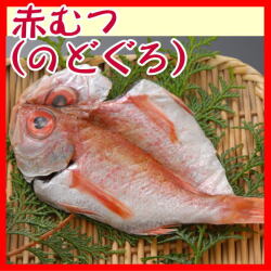 【受注生産】赤むつ（ノドグロ）干物単位販売