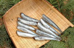 カタクチいわし丸干し（無頭）１０本単位販売