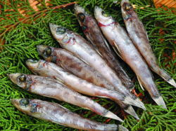 《駿河湾の地魚》めひかり丸干し100ｇ単位販売