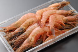 駿河湾産天然えび