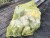 KarasuYokeNET_Yellow