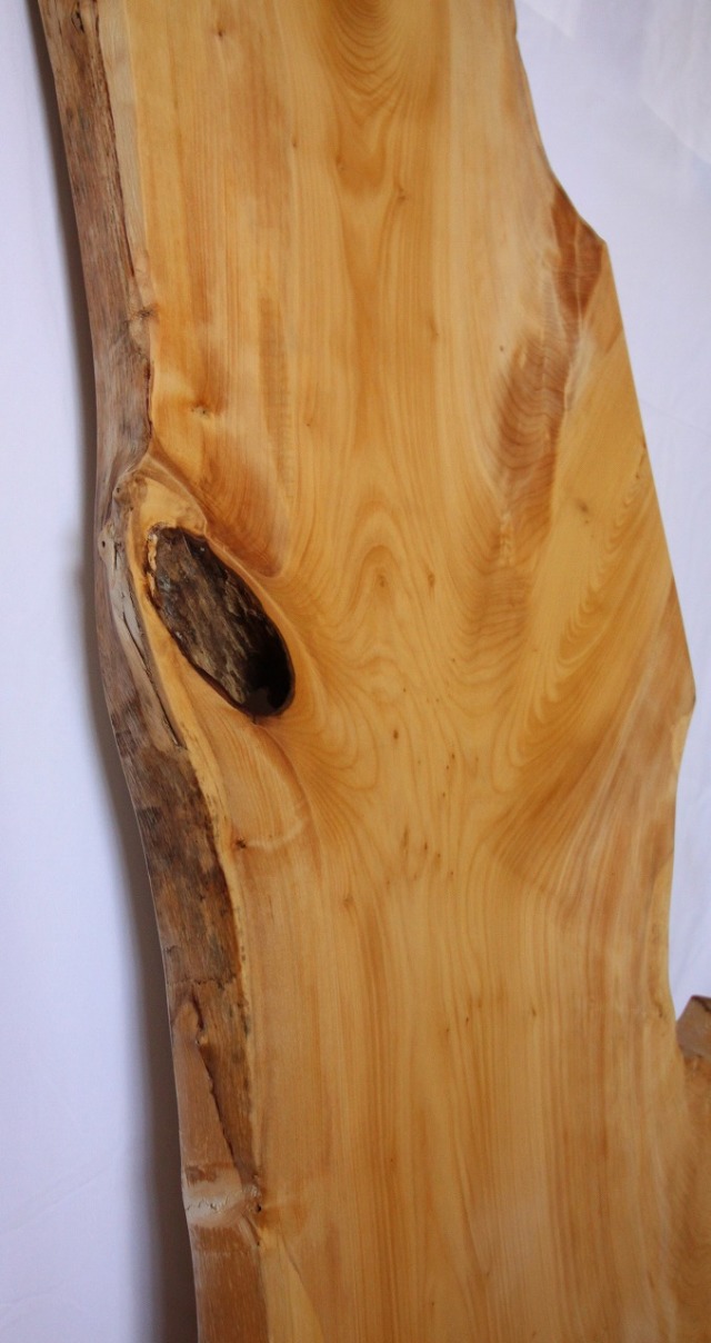 樹齢80年 イチョウの木