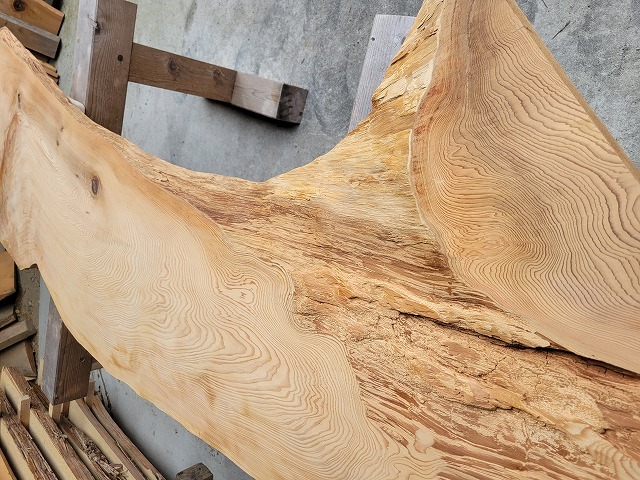 SGK450 看板一枚板 樹齢約450年・杉大枝一枚板 約2000×600～500～650