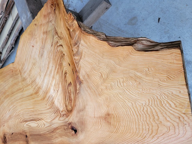 SGK450 看板一枚板 樹齢約450年・杉大枝一枚板 約2000×600～500～650