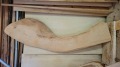 SC011 樹齢約300年・杉大枝一枚板　約2100×570～320～430×30mm　両耳つき　研磨加工仕上げ
