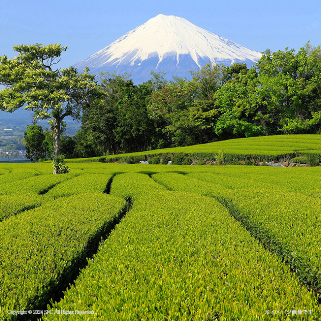 静岡銘茶詰合せ　No.50
