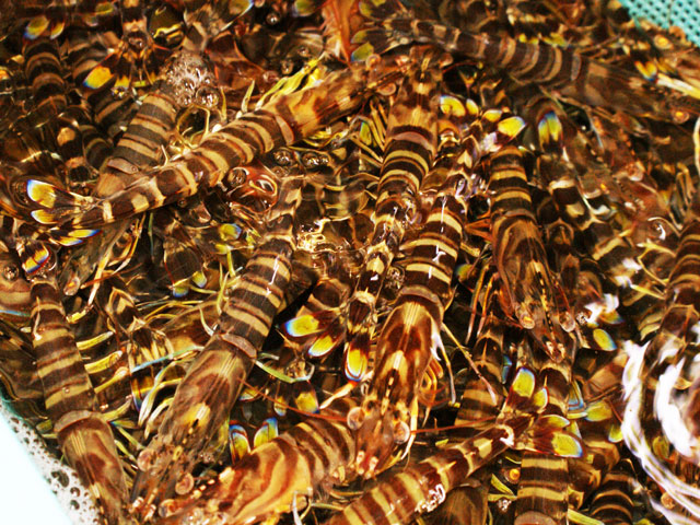 国産　活車海老　10本入り　送料無料商品　お刺身　天ぷら　海老フライ　豊洲市場より