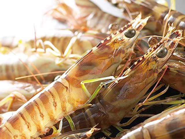 国産　活車海老　15本入り　送料無料商品　お刺身　天ぷら　海老フライ　豊洲市場より