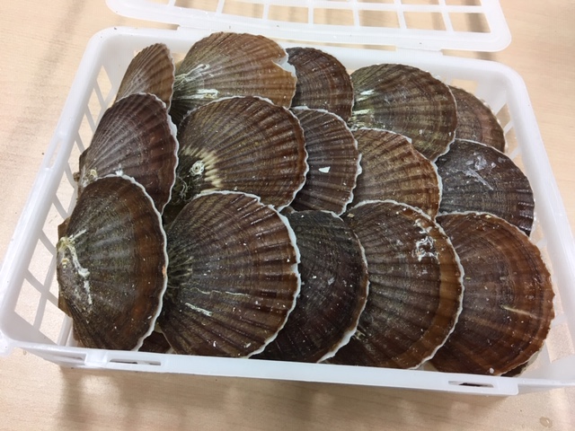 殻付き酒蒸しホタテ　青森産