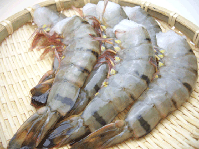 （無頭殻付）　優良品　ブラックタイガー　4/6　超特大サイズ