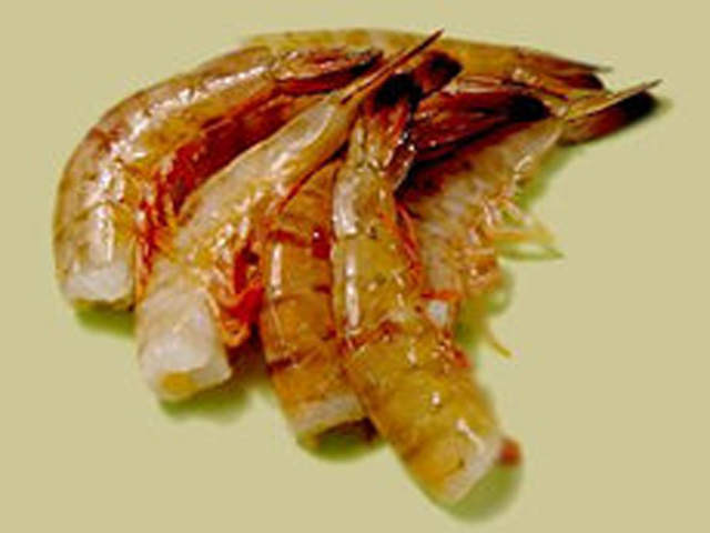 （無頭殻付）　優良品　天然メキシコ海老　13/15　ニッスイ　ゴールドセレクタ　ＧＯＬＤ　Ｓｅｌｅｃｔａ