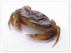 ソフトシェルクラブ　小　２４匹　１ｋｇ　ラス・スーパーフライ　殻ごと 食べられる 渡り蟹　蟹の旨味も凝縮されているので唐揚げ、フライ、中華料理そして洋食とどんな料理にも合います