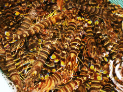 国産　活車海老　10本入り　送料無料商品　お刺身　天ぷら　海老フライ　豊洲市場より