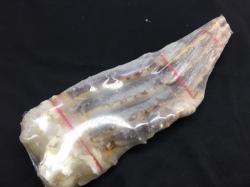 生冷本タラバ　１肩　800ｇ　たらば　ボイルか焼いて食べてください！　高級飲食店　ご家庭用　おすすめ