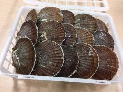 殻付き酒蒸しホタテ　青森産