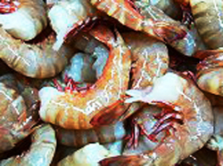 （無頭殻付）　優良品　天然フラワー海老　8/12　大きめサイズ