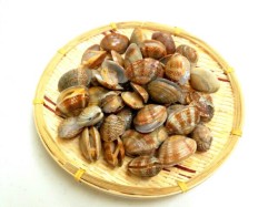 良品　殻付き アサリ （砂抜き処理済み）　５００ｇ入り 　あさり　浅利　味噌汁　酒蒸し　パスタ　居酒屋メニューなど　おすすめ