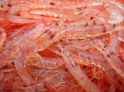 駿河湾産　桜海老　500g　刺身用　生桜エビ　かき揚げ　おすすめ　国産　さくら　サクラ