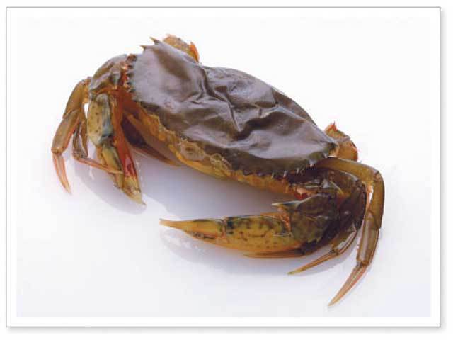 ソフトシェルクラブ 大 14匹 1kg