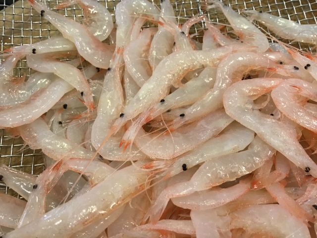富山産 しろ海老 冷凍品0g 富山産 しろ海老 冷凍品0g