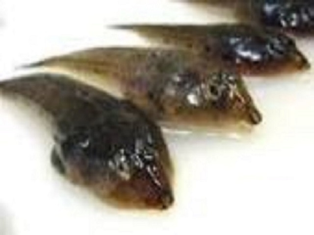 国産 特大 メゴチ（開き）　約 ６００ｇ入り　天ぷらなど