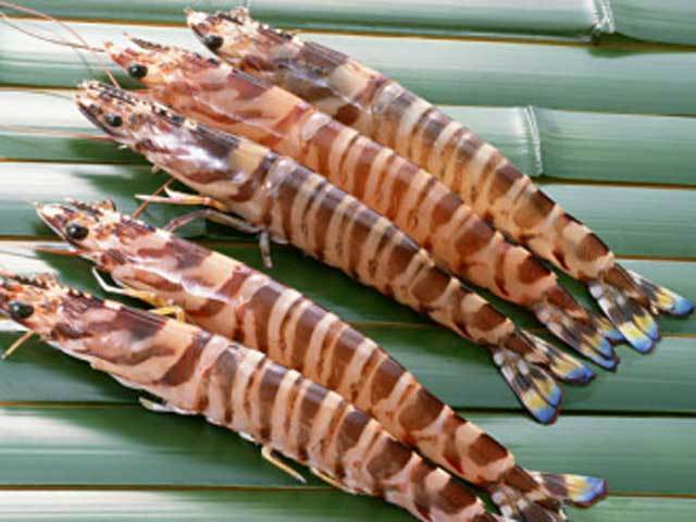 国産 活車海老 本入り 送料無料商品 お刺身 天ぷら 海老フライ 豊洲市場より