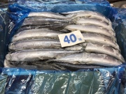 冷凍 サンマ ４０尾　7.5ｋｇ入り