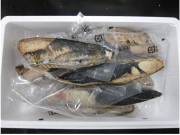 炭焼カツオタタキ 3kg 箱売り　かつお　鰹　冷凍品　箱売り　刺身ネタ、丼ぶりやカルパッチョに