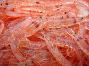 駿河湾産　桜海老　500g　刺身用　生桜エビ　かき揚げ　おすすめ　国産　さくら　サクラ